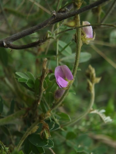Tephrosia villosa, photographed by Siddarth Machado