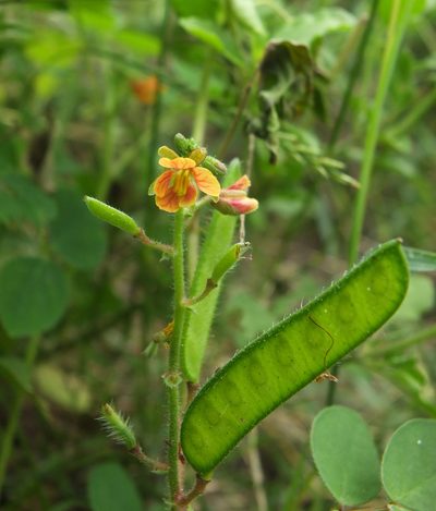 Chamaecrista absus, photographed by Siddarth Machado