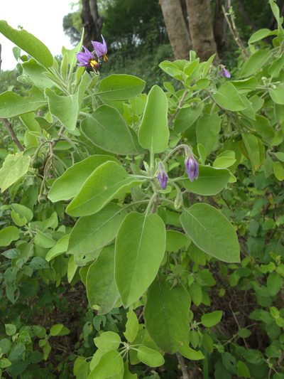 Solanum pubescens, photographed by Siddarth Machado