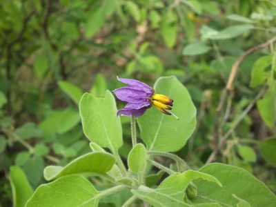 Solanum pubescens, photographed by Siddarth Machado