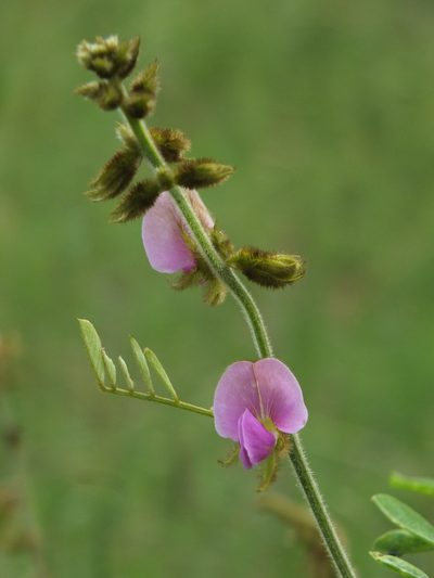 Tephrosia villosa, photographed by Siddarth Machado