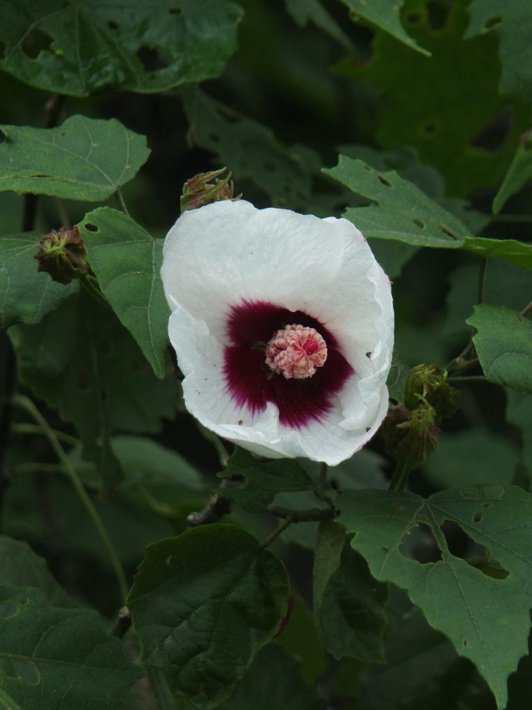 Hibiscus platanifolius, photographed by Siddarth Machado