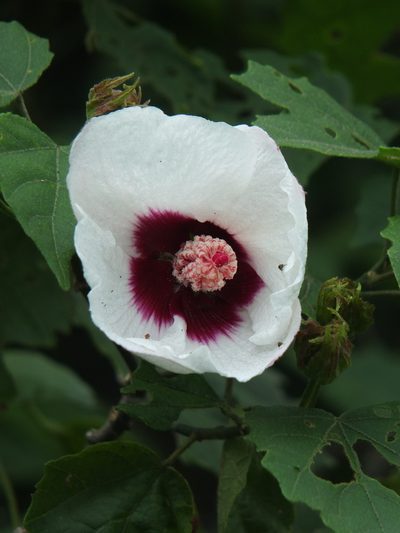 Hibiscus platanifolius, photographed by Siddarth Machado