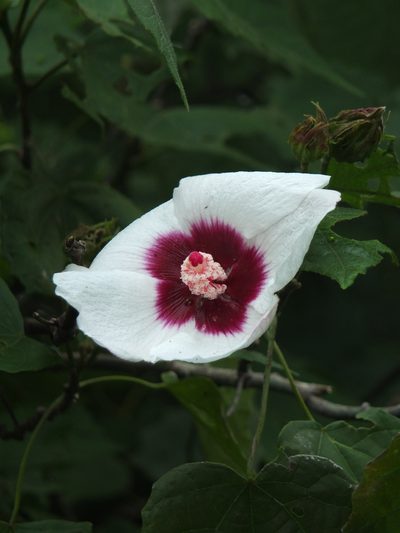 Hibiscus platanifolius, photographed by Siddarth Machado