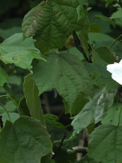 Hibiscus platanifolius, photographed by Siddarth Machado