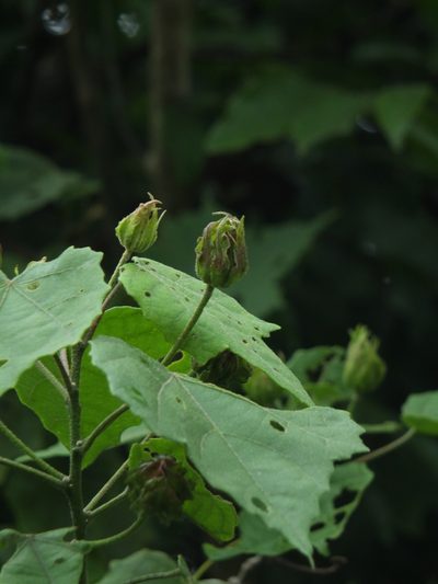 Hibiscus platanifolius, photographed by Siddarth Machado