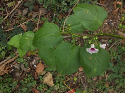 Ipomoea staphylina, photographed by Siddarth Machado