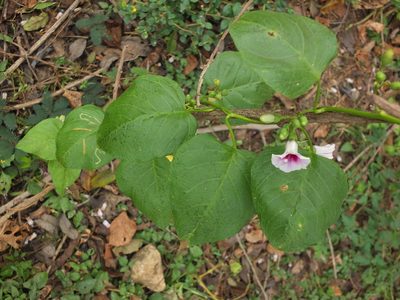Ipomoea staphylina, photographed by Siddarth Machado
