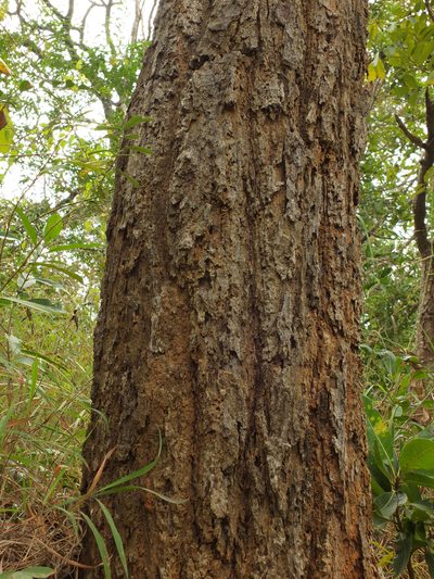 Anthoshorea roxburghii, photographed by Siddarth Machado