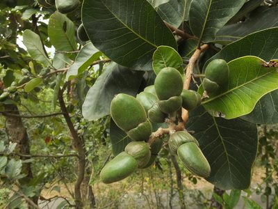 Semecarpus anacardium, photographed by Siddarth Machado