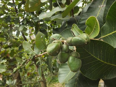 Semecarpus anacardium, photographed by Siddarth Machado