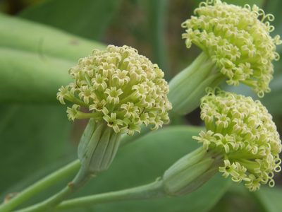Kleinia grandiflora, photographed by Siddarth Machado