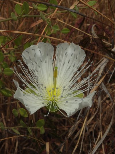 Capparis grandiflora, photographed by Siddarth Machado