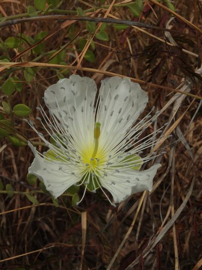 Capparis grandiflora, photographed by Siddarth Machado