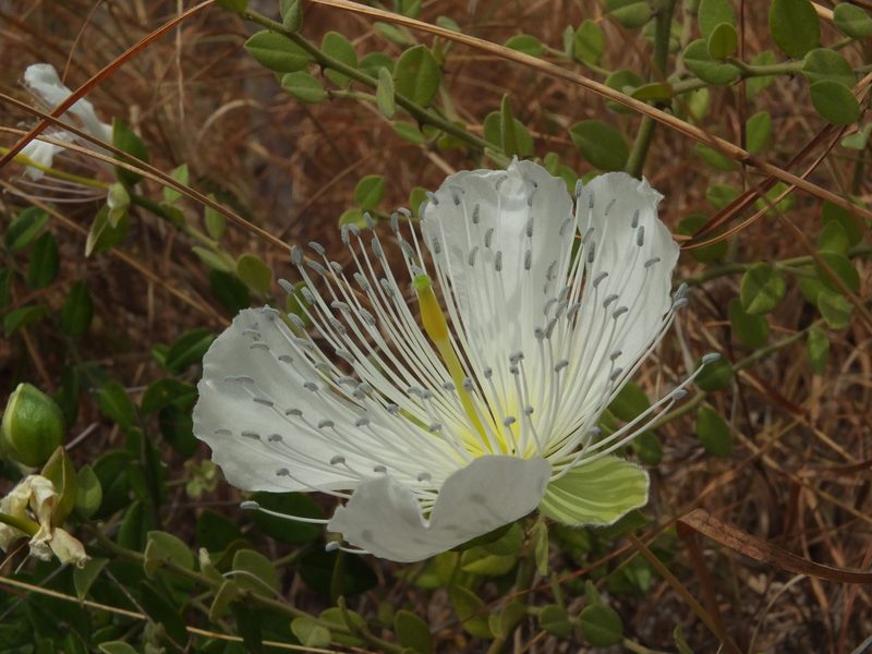 Capparis grandiflora, photographed by Siddarth Machado