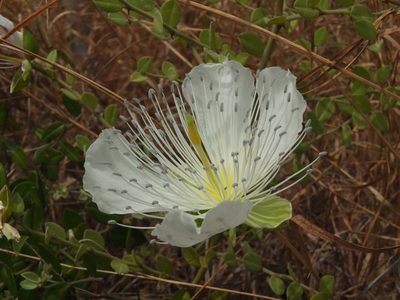 Capparis grandiflora, photographed by Siddarth Machado