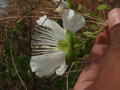 Capparis grandiflora, photographed by Siddarth Machado
