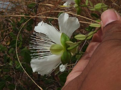 Capparis grandiflora, photographed by Siddarth Machado