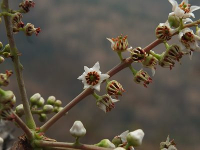 Boswellia serrata, photographed by Siddarth Machado
