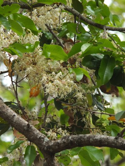 Anthoshorea roxburghii, photographed by Siddarth Machado