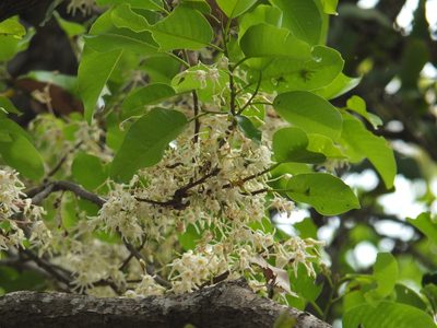 Anthoshorea roxburghii, photographed by Siddarth Machado