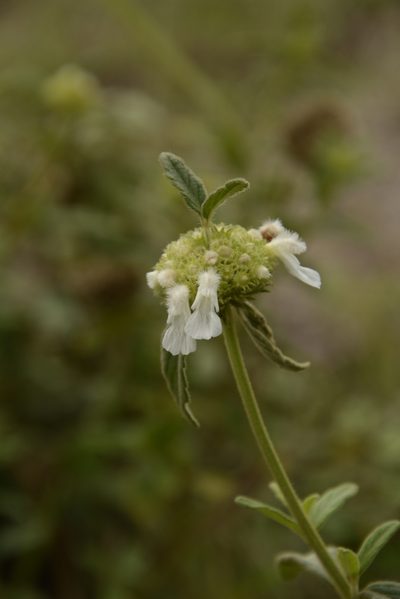 Leucas hirta, photographed by Siddarth Machado
