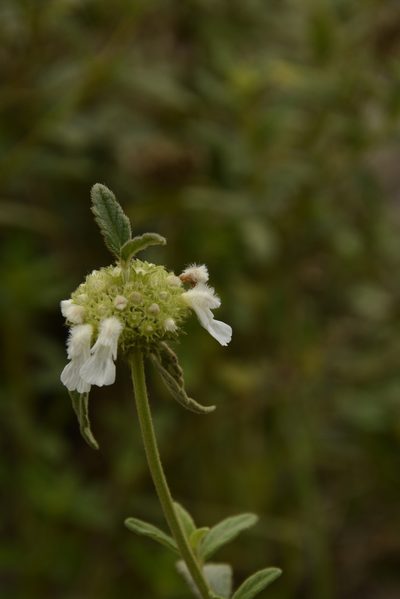 Leucas hirta, photographed by Siddarth Machado