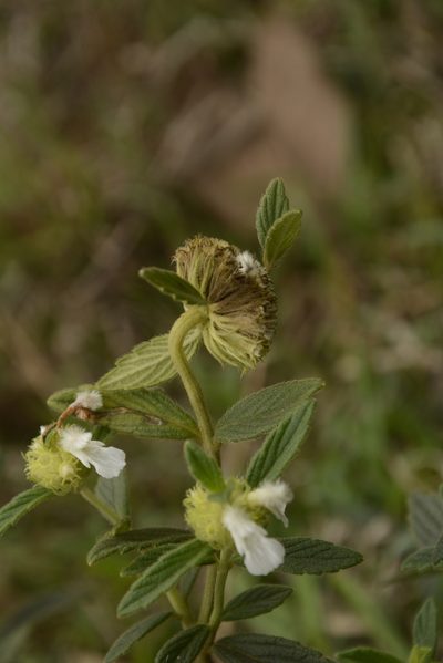 Leucas hirta, photographed by Siddarth Machado