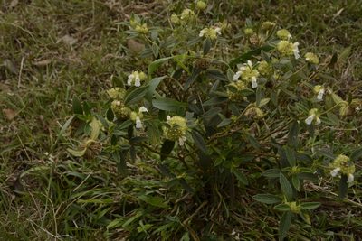 Leucas hirta, photographed by Siddarth Machado