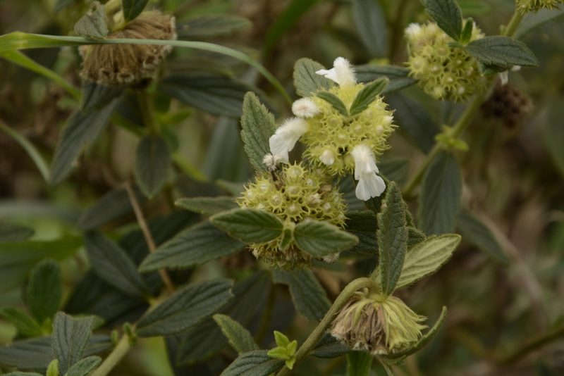 Leucas hirta, photographed by Siddarth Machado