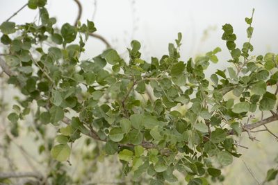 Dolichandrone falcata, photographed by Siddarth Machado