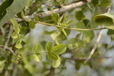 Dolichandrone falcata, photographed by Siddarth Machado