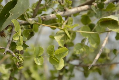 Dolichandrone falcata, photographed by Siddarth Machado