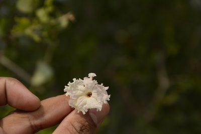 Dolichandrone falcata, photographed by Siddarth Machado