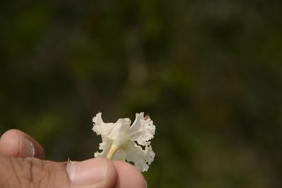 Dolichandrone falcata, photographed by Siddarth Machado