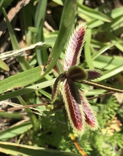 Cyperus rubicundus, photographed by Andrew Gillespie