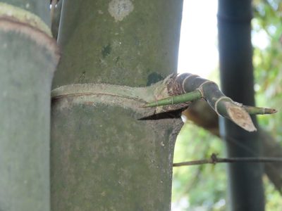 Bambusa spinosa, photographed by chiuluan