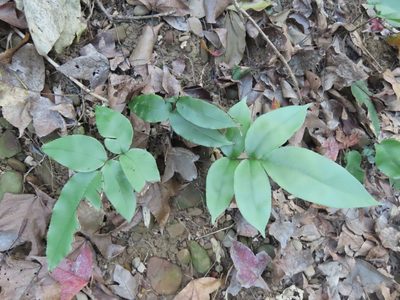 Diplazium lineolatum, photographed by chiuluan