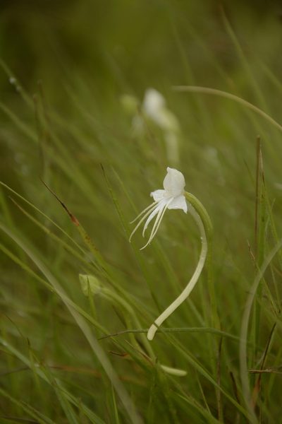 Habenaria rariflora, photographed by Siddarth Machado