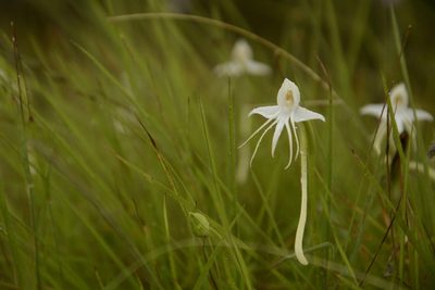 Habenaria rariflora, photographed by Siddarth Machado