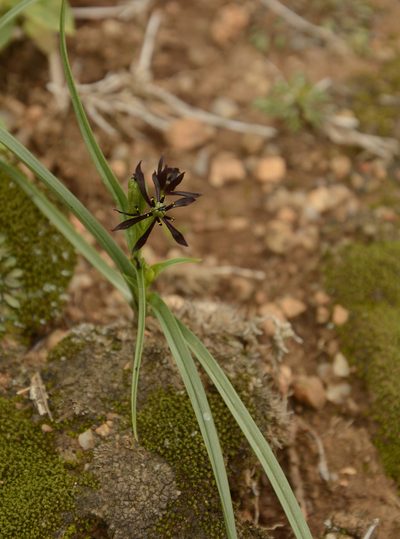 Iphigenia magnifica, photographed by Siddarth Machado
