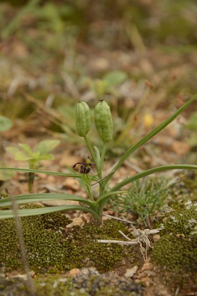 Iphigenia magnifica, photographed by Siddarth Machado
