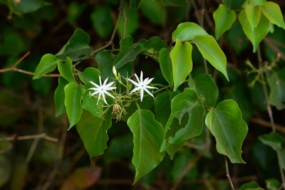 Jasminum malabaricum, photographed by S.MORE