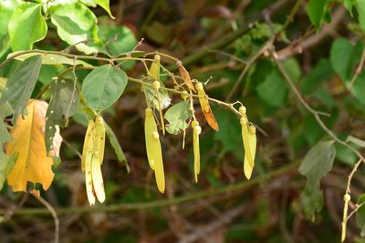 Ventilago denticulata, photographed by S.MORE