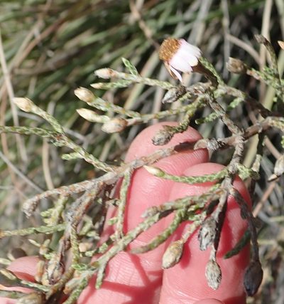 Phymaspermum appressum, photographed by Nicola van Berkel