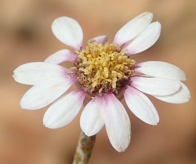 Phymaspermum appressum, photographed by Nicola van Berkel