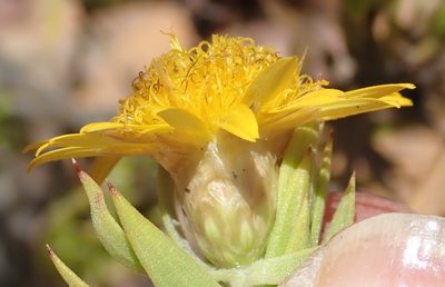 Oedera calycina, photographed by Nicola van Berkel