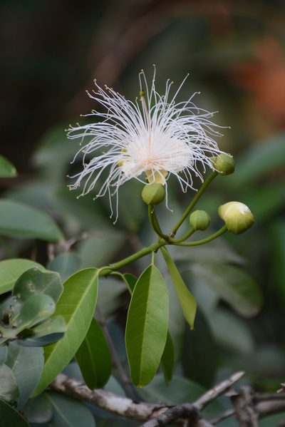 Capparis moonii, photographed by S.MORE