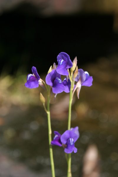 Utricularia delphinioides, photographed by Oleg Kosterin