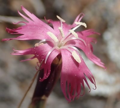 Dianthus bolusii, photographed by Nicola van Berkel